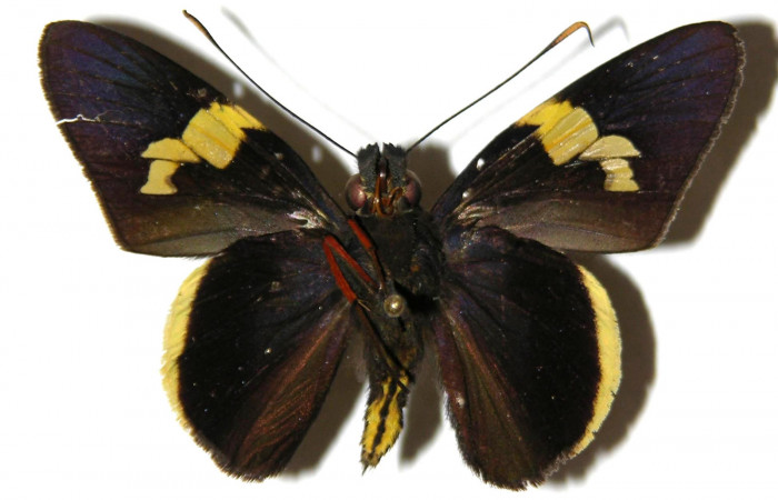 Figura 11. Adulto de <i>Orses cynisca</i> (Hesperiidae), macho vista ventral, localidad Casa Potrero Grande Sector Santa Elena ACG (17m). Voucher: 04-SRNP-14148-DHJ307019.jpg.