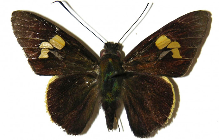 Figura 10. Adulto de <i>Orses cynisca</i> (Hesperiidae), macho vista dorsal, localidad Casa Potrero Grande Sector Santa Elena ACG (17m). Voucher: 04-SRNP-15025-DHJ307036.jpg.
