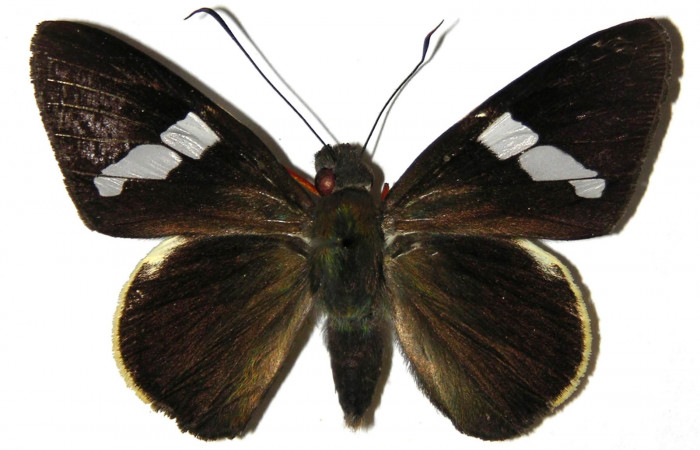 Figura 8. Adulto de <i>Orses cynisca</i> (Hesperiidae), hembra vista dorsal, localidad Puente Palma Sector San Cristóbal ACG (460m). Voucher: 04-SRNP-61306-DHJ307004.jpg.