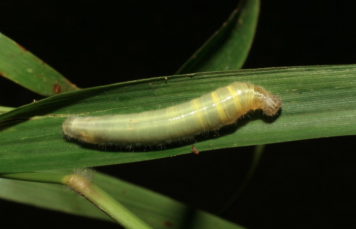 Figura 4. Larva <i>Orses cynisca</i> (Hesperiidae), penúltimo estadío (PU) vista dorsal, localidad Pasmompa Sector Pitilla ACG (440m). Voucher: 05-SRNP-33029-DHJ405200.jpg.