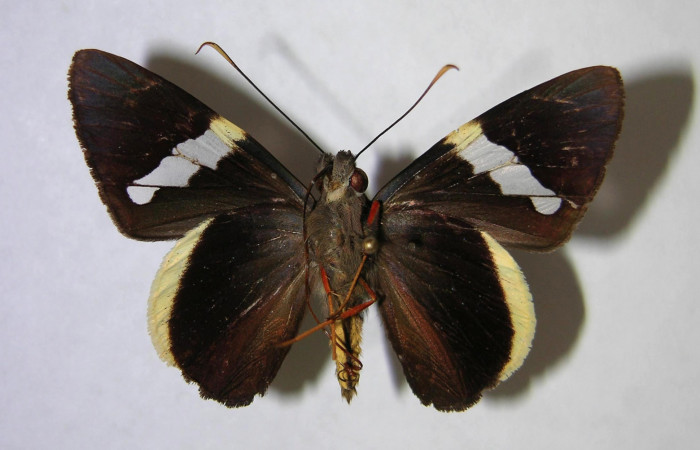 Figura 9. Adulto de <i>Orses cynisca</i> (Hesperiidae), hembra vista ventral, localidad Estación Biológica Pitilla Sector Pitilla ACG (675m). Voucher: 07-SRNP-30426-DHJ369879.jpg.