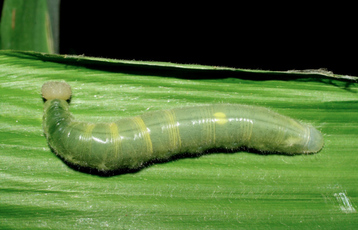 Figura 5. Larva <i>Orses cynisca</i> (Hesperiidae), último estadío (U) vista dorsal, localidad Sendero Melon Sector Mundo Nuevo ACG (361m). Voucher: 07-SRNP-57893-DHJ428568.jpg.