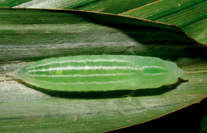 Figura 7. Pupa de <i>Orses cynisca</i> (Hesperiidae), vista dorsal, localidad Estación Biológica Pitilla Sector Pitilla ACG (675m). Voucher: 08-SRNP-30724-DHJ438661.jpg.