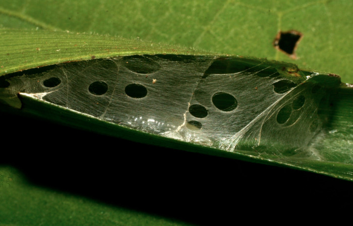Figura 2. Vista casita de <i>Orses cynisca</i> (Hesperiidae), localidad Sendero Orosilito Sector Pitilla ACG (900m). Voucher: 09-SRNP-30281-DHJ458035.jpg.