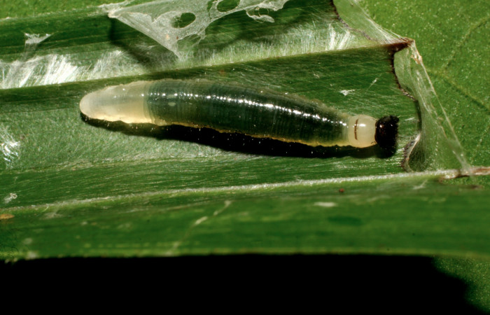 Figura 3. Larva <i>Orses cynisca</i> (Hesperiidae), tercer estadío (PPU) vista dorsal, localidad Sendero Orosilito Sector Pitilla ACG (900m). Voucher: 09-SRNP-30281-DHJ458037.jpg.