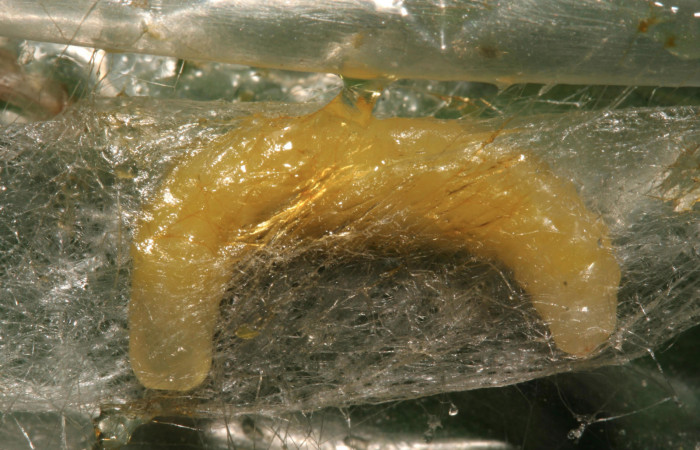 Figura 12. Capullo de parásito <i>Creagrura nigripes</i> (Ichneumonidae) que ataca <i>Orses cynisca</i> (Hesperiidae), localidad Pasmompa Sector Pitilla ACG (440m). Voucher: 12-SRNP-30469-DHJ485259.jpg.