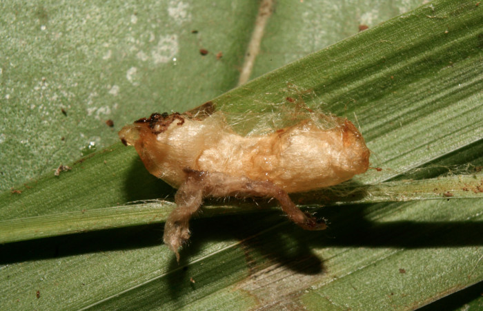 Figura 13. Capullo de parásito <i>Creagrura nigripes</i> (Ichneumonidae) que ataca <i>Orses cynisca</i> (Hesperiidae), localidad Gazo Sector Pitilla ACG (485m). Voucher: 14-SRNP-70620-DHJ722547.jpg.