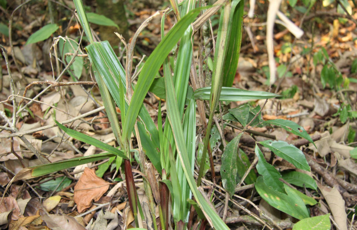Figura 14. Planta hospedera de <i>Orses cynisca</i> (Hesperiidae), esta planta se llama <i>Scleria latifolia</i> (Cyperaceae), localidad Sendero Manguera Estación Biológica Quica Sector Pitilla ACG (470m).