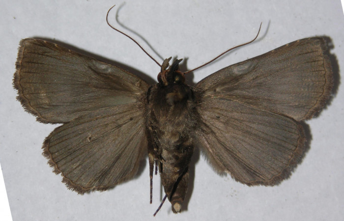 Figura 10. Adulto de <i>Athyrma adjutrix</i> (Erebidae), vista ventral, localidad Pasmompa Sector Pitilla, ACG (440m). Voucher: 13-SRNP-30819-DHJ597373.jpg.