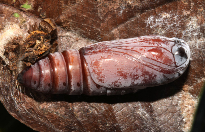 Figura 5. Pupa de <i>Athyrma adjutrix</i> (Erebidae), vista dorsal, localidad Pamompa Sector Pitilla ACG (440m). Voucher: 13-SRNP-30819-DHJ701143.jpg.