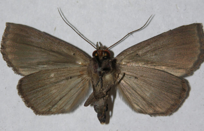 Figura 18. Adulto de <i>Athyrma</i> Poole01 (Erebidae), vista ventral, localidad Medrano Estación Quica Sector Pitilla ACG (380m). Voucher: 14-SRNP-70385-DHJ598157.jpg.