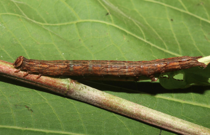Figura 11. Larva <i>Athyrma ganglio</i> (Erebidae), último estadío (U) vista lateral, localidad Sendero Manguera Estación Quica Sector Pitilla ACG (470m). Voucher: 17-SRNP-71447-DHJ738081.jpg.