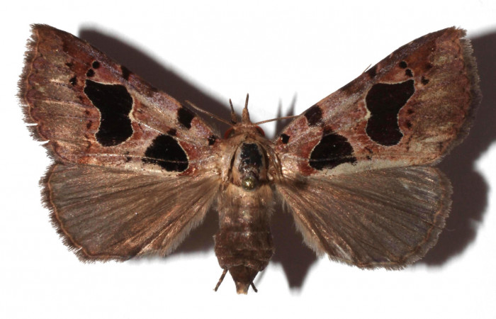 Figura 13. Adulto de <i>Athyrma ganglio</i> (Erebidae), vista dorsal, localidad Sendero Manguera Estación Quica Sector Pitilla ACG (470m). Voucher: 17-SRNP-71447-DHJ931884.jpg.