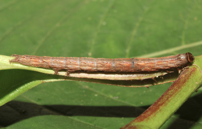 Figura 2. Larva <i>Athyrma adjutrix</i> (Erebidae), penúltimo estadío (PU) vista lateral, localidad Sendero Manguera Estación Quica Sector Pitilla ACG (470m). Voucher: 18-SRNP-70403-DHJ741757.jpg.