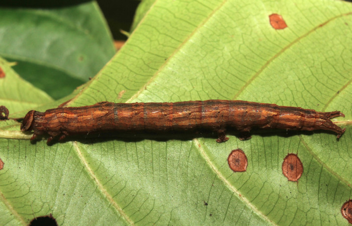 Figura 1. Larva <i>Athyrma adjutrix</i> (Erebidae), último estadío (U) vista lateral, localidad Sendero Manguera Estación Quica Sector Pitilla ACG (470m). Voucher: 18-SRNP-70403-DHJ741793.jpg.