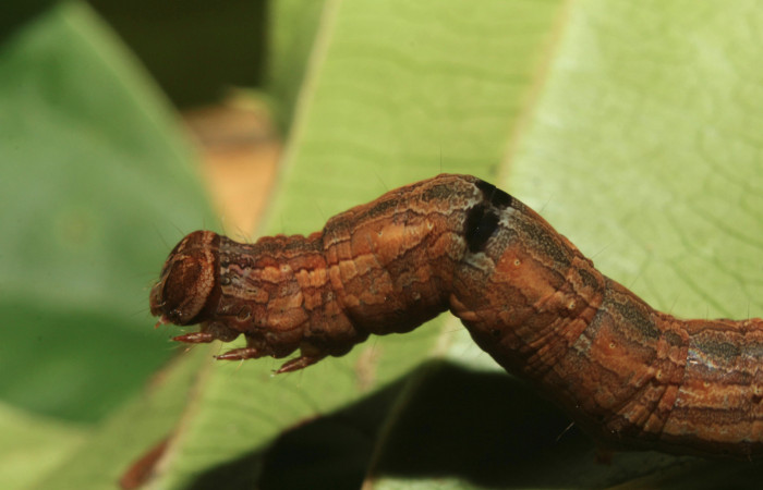 Figura 4. Larva <i>Athyrma adjutrix</i> (Erebidae), último estadío (U) vista lateral, localidad Sendero Manguera Estación Quica Sector Pitilla ACG (470m). Voucher: 18-SRNP-70403-DHJ741795.jpg.