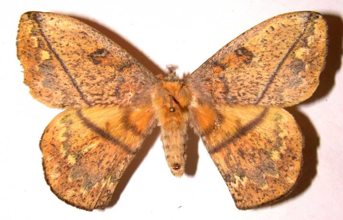Fig. 13. Parte dorsal del adulto <i>Periga costaricana</i>, (Saturniidae), macho. Voucher: 02-SRNP-7435.18-DHJ35882.jpg