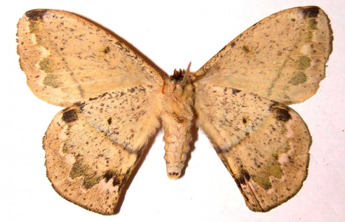 Fig. 14. Vista ventral del adulto <i>Periga costaricana</i>, (Saturniidae), macho. Voucher: 02-SRNP-7435.18-DHJ35883.jpg.