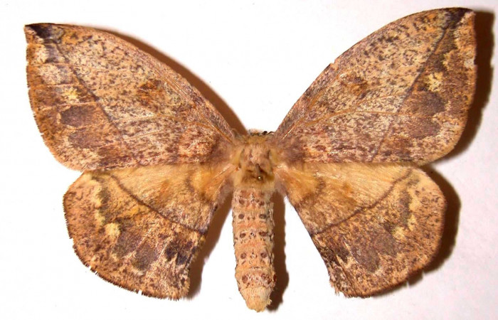 Fig. 15. Vista dorsal del adulto <i>Periga costaricana</i>, (Saturniidae), hembra. Voucher: 02-SRNP-7435.23-DHJ35880.jpg.
