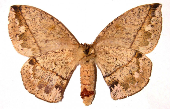 Fig. 16. Vista dorsal del adulto <i>Periga costaricana</i>, (Saturniidae), hembra. Voucher: 02-SRNP-7435.23-DHJ35881.jpg.