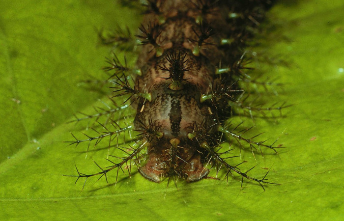 Fig. 3. Parte trasera y sus espinas de <i>Periga costaricana</i>, (Saturniidae). Voucher 02-SRNP-7435.23-DHJ67648.jpg.