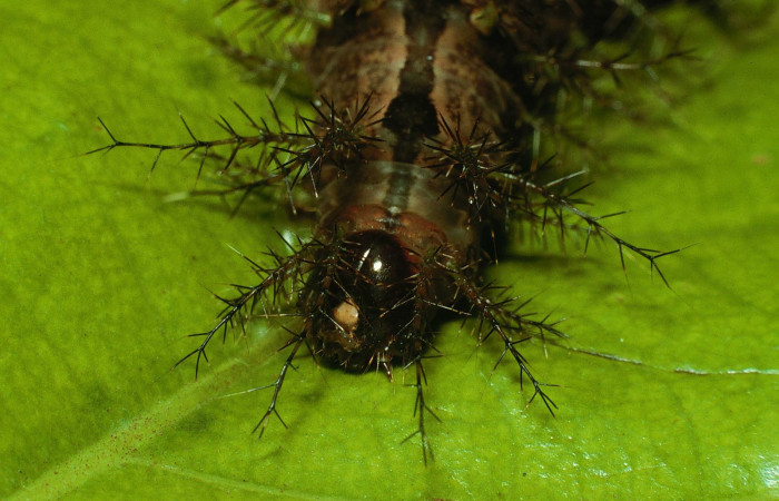 Fig. 5. Cabeza y sus espinas de <i>Periga costaricana</i>, (Saturniidae). Voucher 02-SRNP-7435.23-DHJ67652.jpg.