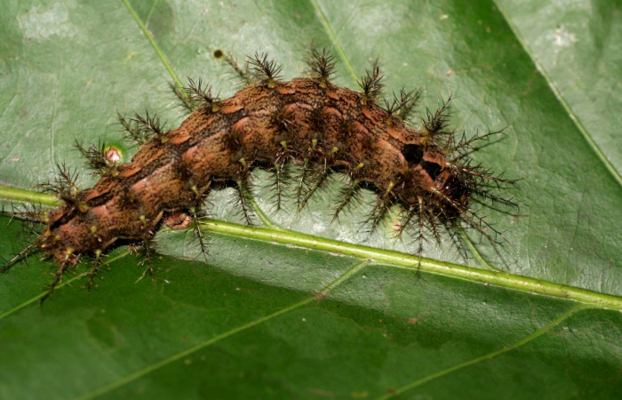 Fig. 7. Patrones dibujados y los colores bien definidos que posee el <i>Periga costaricana</i>, (Saturniidae). Voucher 08-SRNP-41573-DHJ446477.JPG.