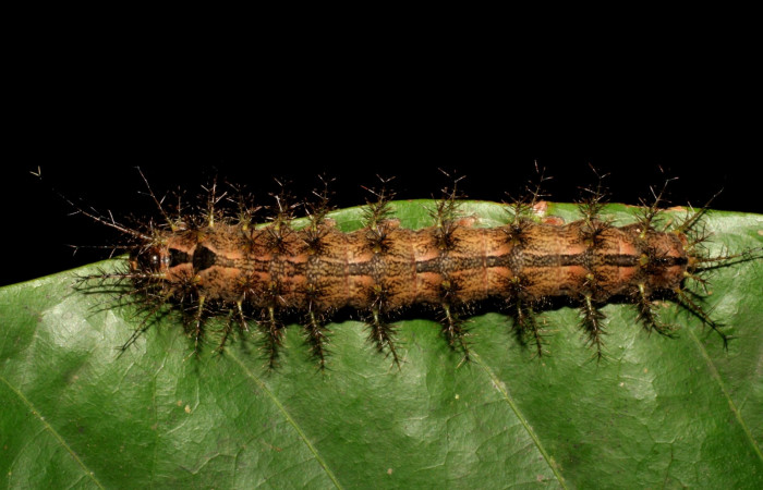 Fig. 1. Dorsal completo <i>Periga costaricana</i>, (Saturniidae). Voucher: 08-SRNP-41573-DHJ446480.JPG.
