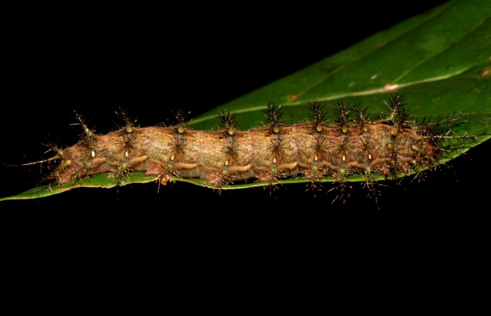 Fig. 8. Patas y propátas de <i>Periga costaricana</i>, (Saturniidae). Voucher 08-SRNP-41573-DHJ446481.JPG.