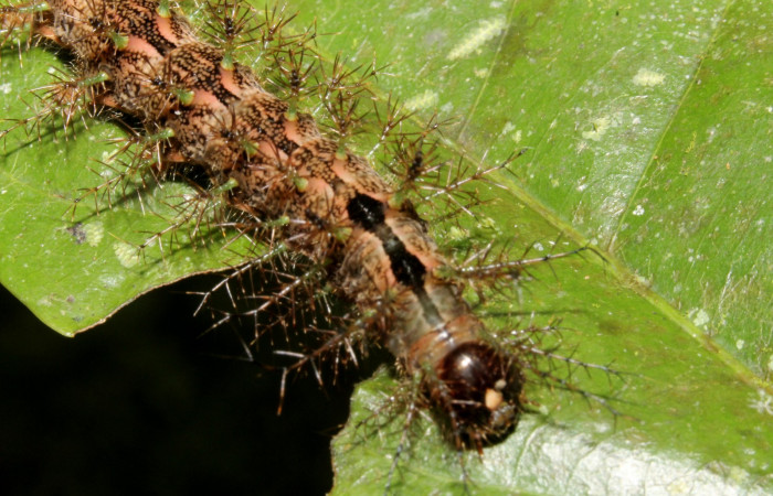 Fig. 2. Coloración en el dorsal y sus espinas, ademas de su forma de alimentación en las hojas. <i>Periga costaricana</i>, (Saturniidae). Voucher 12-SRNP-86676-DHJ707541.JPG.