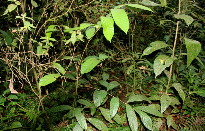 Fig. 17. Planta hospedera de larva <i>Periga costaricana</i>, (Saturniidae). <i>Carapa guianensis</i>, (Meliaceae). Foto, tomada por Minor Carmona, Febrero 2020. Estación Biológica Wege.