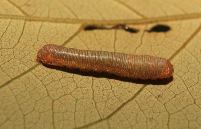 Figura 4. Larva <i>Heterodelta nea</i> (Noctuidae), en penúltimo estadío (PU), vista dorsal, localidad Medrano Estación Quica, Sector Pitilla ACG (380m). Voucher: 20-SRNP-70136-DHJ752531.jpg.