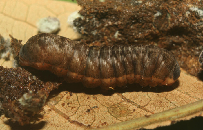 Figura 7. Prepupa de <i>Heterodelta nea</i> (Noctuidae), vista lateral, localidad Medrano Estación Quica, Sector Pitilla ACG (380m). Voucher: 20-SRNP-70136-DHJ752548.jpg.