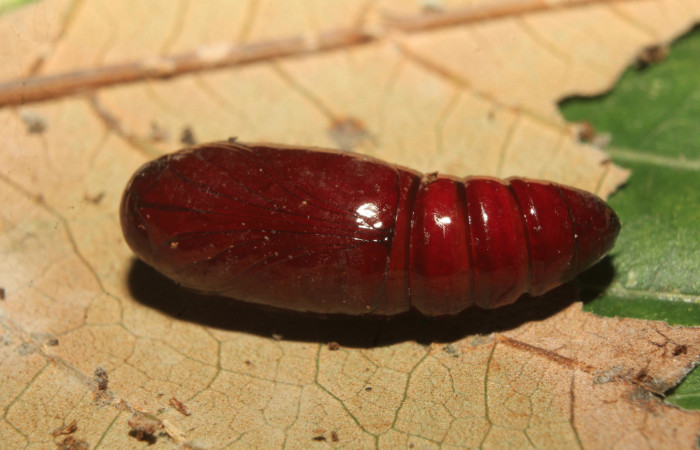 Figura 8. Pupa de <i>Heterodelta nea</i> (Noctuidae), vista lateral, localidad Medrano Estación Quica, Sector Pitilla ACG (380m). Voucher: 20-SRNP-70136-DHJ752551.jpg.