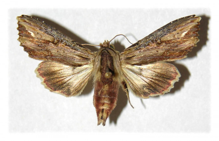 Figura 11. Adulto de <i>Heterodelta nea</i> (Noctuidae), vista dorsal, localidad Bosque Humedo  Sector Santa Rosa ACG (290m). Voucher: 93-SRNP-1579-DHJ314904.jpg.