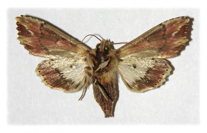 Figura 12. Adulto de <i>Heterodelta nea</i> (Noctuidae), vista ventral, localidad Bosque Humedo  Sector Santa Rosa ACG (290m). Voucher: 93-SRNP-1579-DHJ314905.jpg.