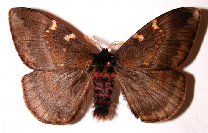 Fig. 12. Macho de <i>Paradirphia winifredae</i> (Saturniidae).  Vista dorsal. Voucher: 01-SRNP-7828-DHJ35886.