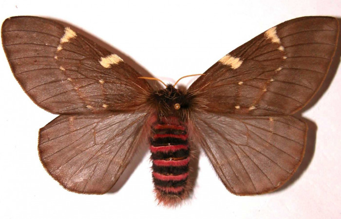 Fig. 14. Hembra de <i>Paradirphia winifredae</i> (Saturniidae).  Vista dorsal. Voucher: 01-SRNP-7834-DHJ35884.
