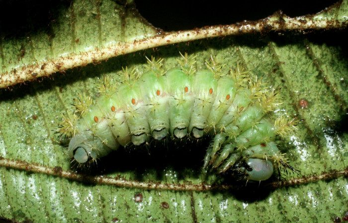 Fig. 7. Prepupa vista lateral de <i>Paradirphia winifredae</i> (Saturniidae) comiendo <i>Blakea chlorantha</i> (Melastomataceae). Voucher: 09-SRNP-38816-DHJ468243.