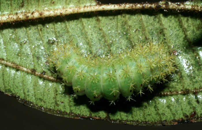Fig. 8. Prepupa vista dorsal de <i>Paradirphia winifredae</i> (Saturniidae) comiendo <i>Blakea chlorantha</i> (Melastomataceae). Voucher: 09-SRNP-38816-DHJ468244.
