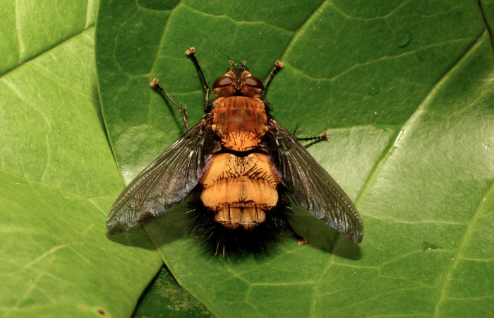 Fig. 11. Adulto <i>Rhachoepalpus uniformis</i> (Tachinidae), mosca parásita en  <i>Paradirphia winifredae</i> (Saturniidae). Voucher: 18-SRNP-35772-DHJ769706.