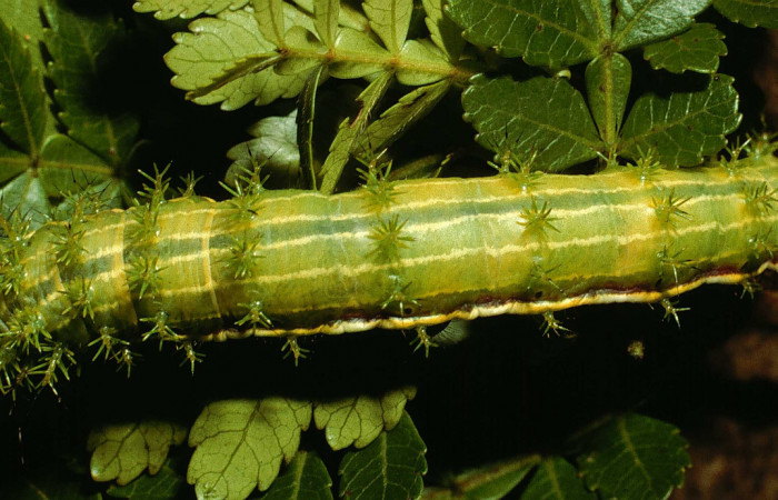Fig. 2. Larva de <i>Paradirphia winifredae</i> (Saturniidae) comiendo <i>Weinmannia pinnata</i> (Cunoniaceae). Voucher: 98-SRNP-3822-DHJ44963.
