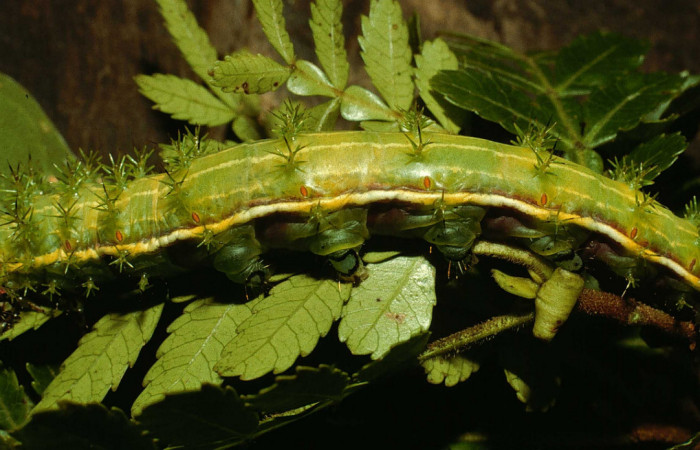 Fig. 3. Larva de <i>Paradirphia winifredae</i> (Saturniidae) comiendo <i>Weinmannia pinnata</i> (Cunoniaceae). Voucher: 98-SRNP-3822-DHJ44965.
