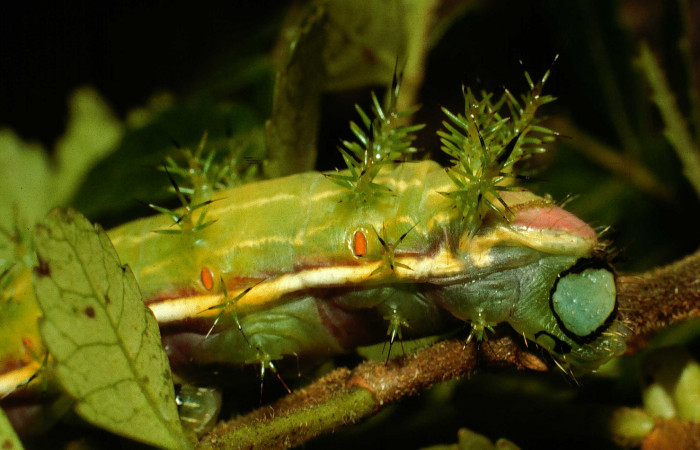 Fig. 6. Detalle propatas larva <i>Paradirphia winifredae</i> (Saturniidae) comiendo <i>Weinmannia pinnata</i> (Cunoniaceae). Voucher: 98-SRNP-3822-DHJ44968.