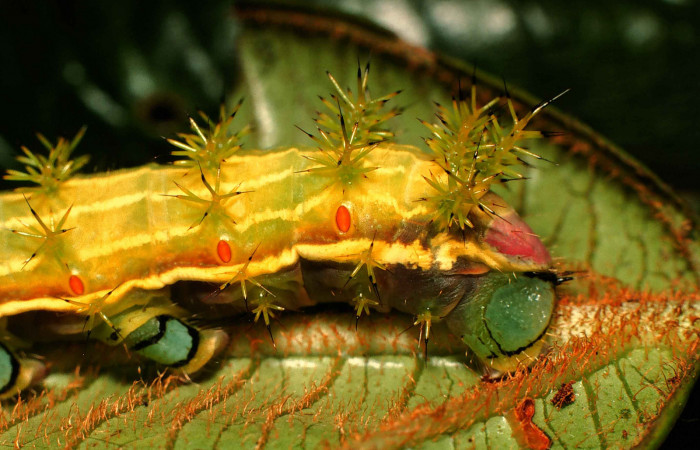 Fig. 5. Detalle propatas larva <i>Paradirphia winifredae</i> (Saturniidae) comiendo <i>Blakea chlorantha</i> (Melastomataceae). Voucher: 99-SRNP-1835-DHJ50660.