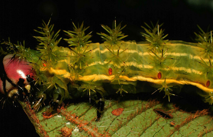 Fig. 4. Detalle de cabeza en larva <i>Paradirphia winifredae</i> (Saturniidae) comiendo <i>Blakea chlorantha</i> (Melastomataceae). Voucher: 99-SRNP-1835-DHJ50673.