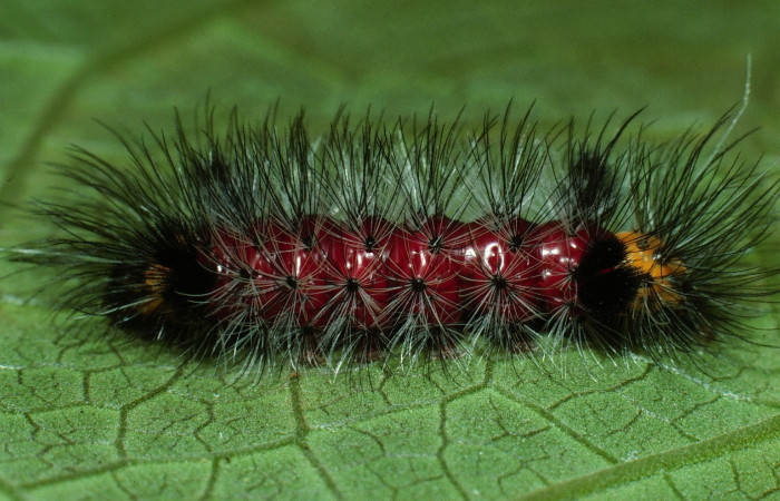 Fig. 8. Detalle lateral, <i>Cosmosoma zurcheri</i>(Erebidae). (03-SRNP-11867-DHJ75916).
