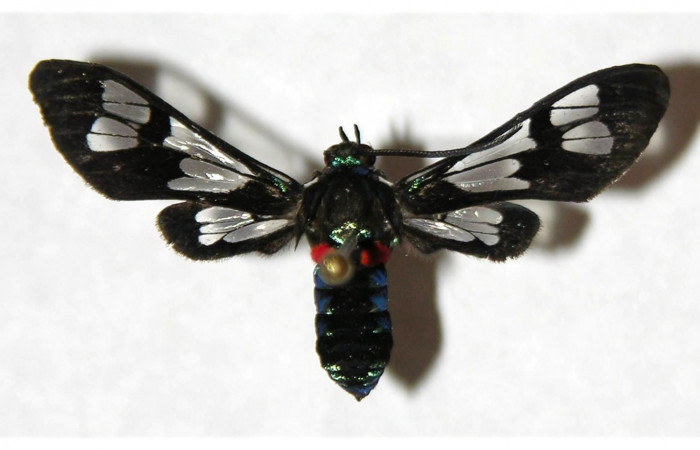 Fig. 14. Detalle dorsal adulto macho <i>Cosmosoma orathidia</i> (Erebidae). (04-SRNP-41239-DHJ318426)