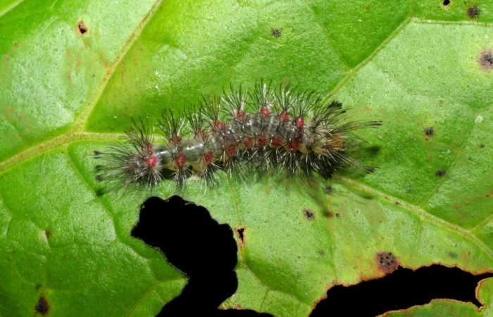 Fig. 11. Detalle lateral, <i>Cosmosoma stibostictum</i> (Erebidae). (05-SRNP-34622-DHJ424382).