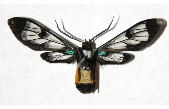 Fig. 13. Detalle ventral de adulto hembra <i>Cosmosoma orathidia</i> (Erebidae). (05-SRNP-42712-DHJ318375).